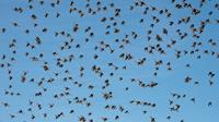 Birds Fly Away